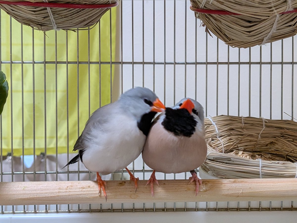 スタとフォグ tweet media