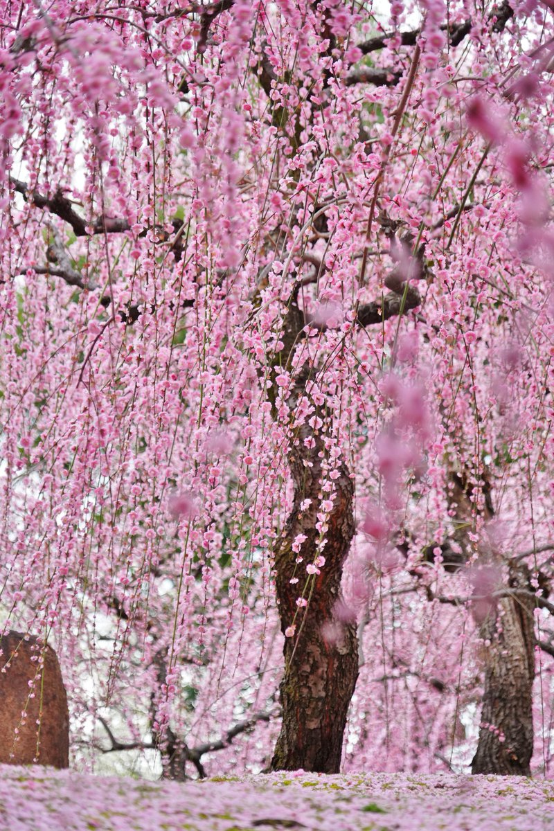 おはようございます
城南宮の枝垂れ梅
この枝垂れの流れが美しい
 #城南宮 
 #枝垂れ梅