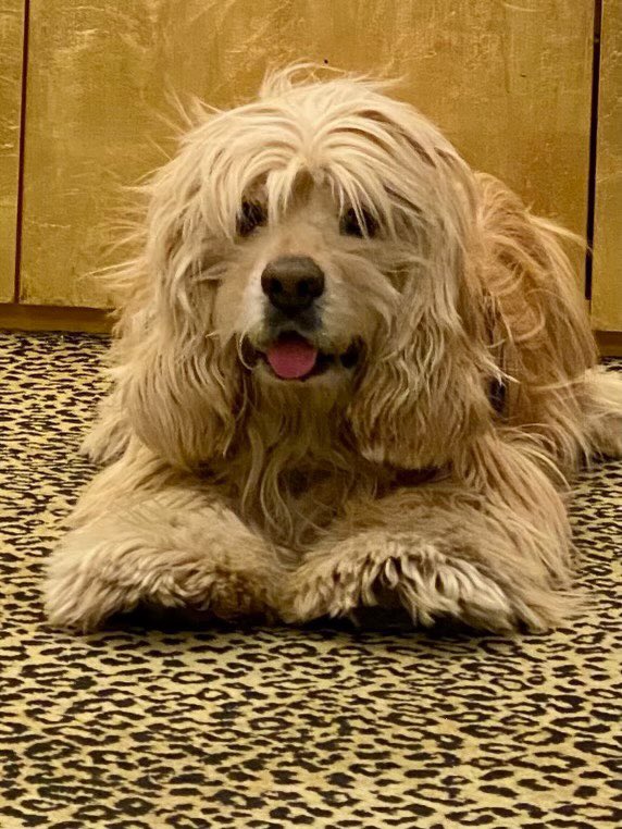 Teri Hatcher tweet media