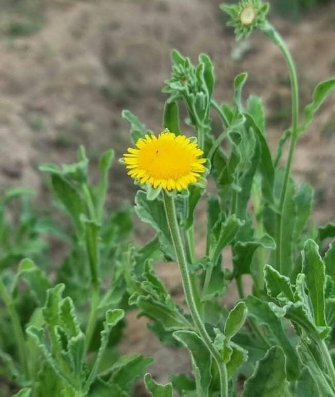 هنـدام tweet media