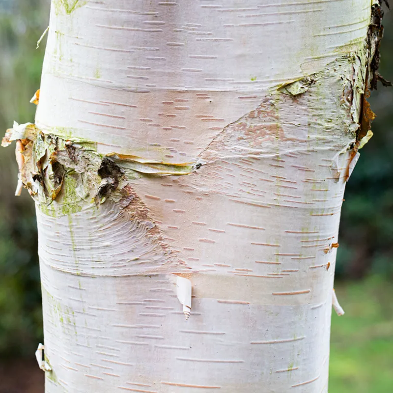 TeenPeoplePod's tweet photo. Tamron Hall in a gown that's giving birch bark (Betula papyrifera) at the Oscars

#RedCarpetBotany 🩷 #FrocksAsFlowers 🤍 #Oscars #Oscars2026 https://t.co/EpEgL8gN3W