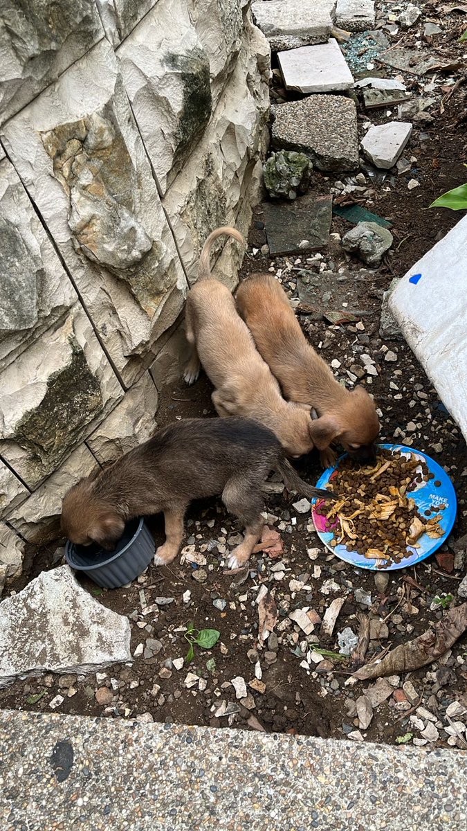 #AyudaSocial
Perritos abandonados a la entrada del Puerto Santa Ana