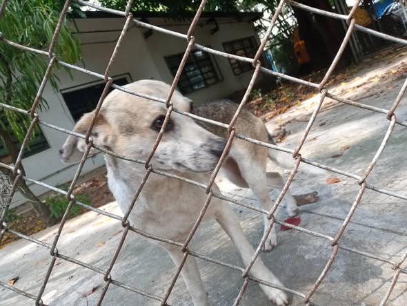 Carolina tweet media