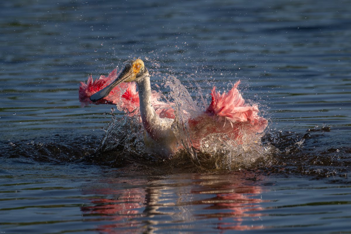 Brian ☀️🌏🌘 tweet media