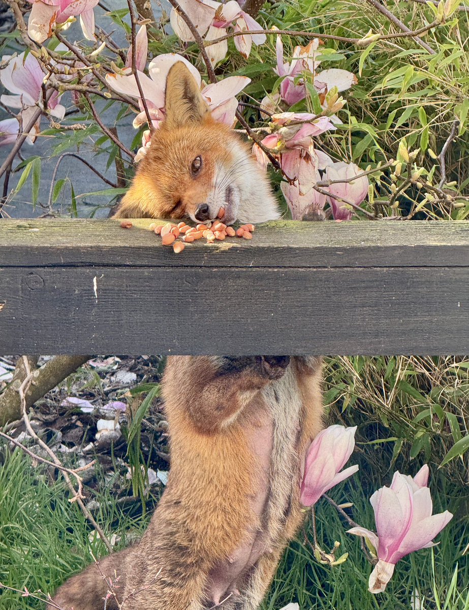 Urbanponds101 tweet media