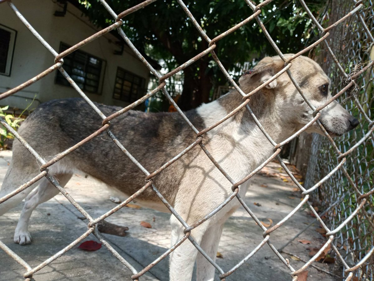 Carolina tweet media