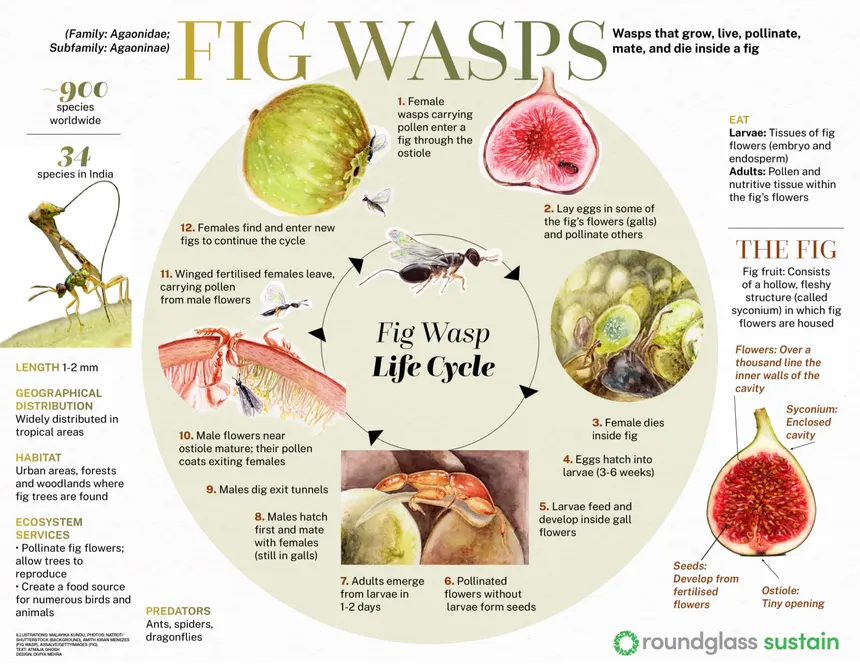 MatrixLegacy's tweet photo. This can be observed in Nature. The Fig fruit represents the Human body and the Wasp represents the "Soul".  The ancient Greeks knew of a "Soul" &amp; "Mind. The "Soul" is temporary while the "Mind" is eternal if developed. The "Soul" devours the essence which robs you of the "Mind". https://t.co/vd4RlmnDrf
