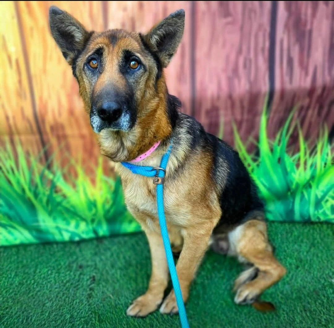 Maple 🐕 🎹 🎸 💙 tweet media