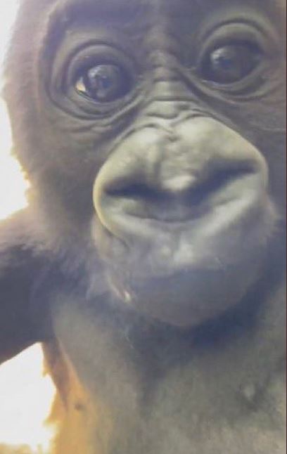 Tiny Gorilla tweet media