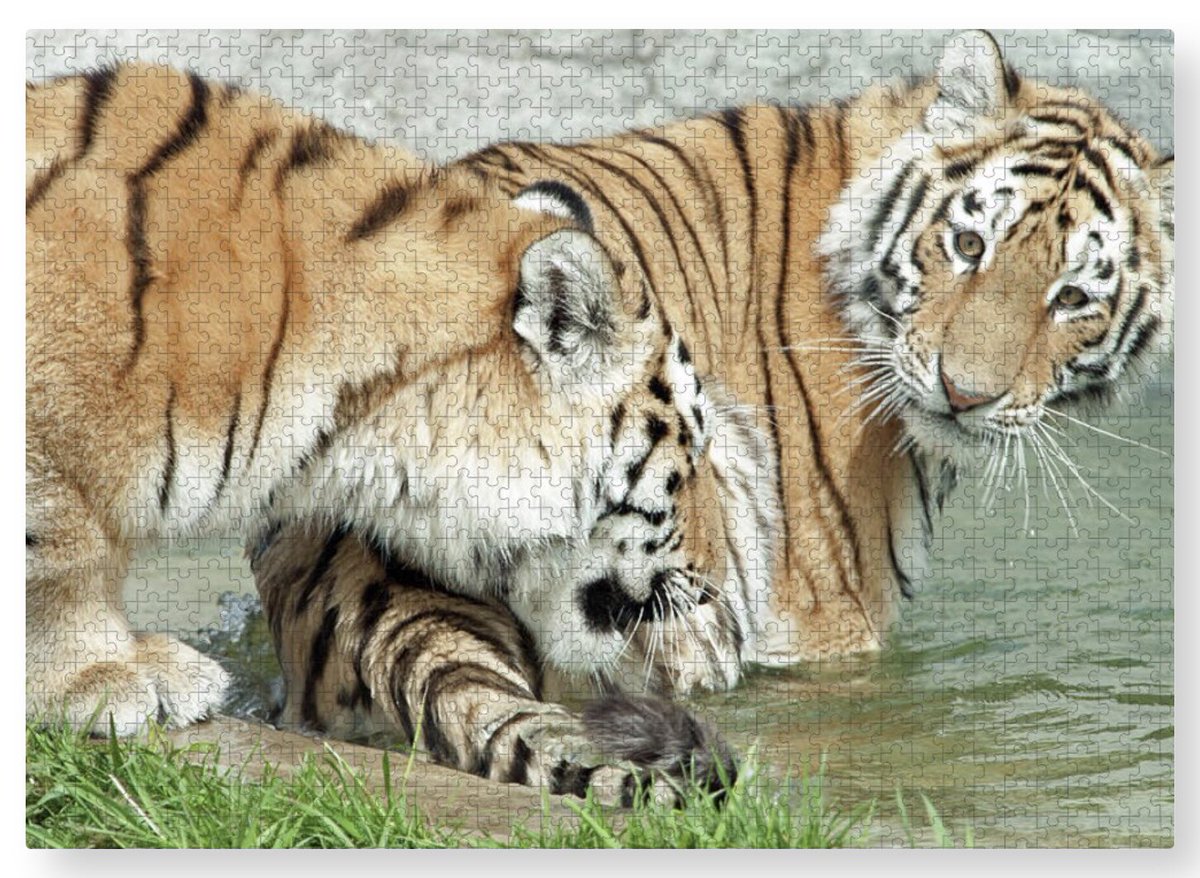 shonna99784's tweet image. Tigers Playing by The Waters Edge - Puzzle 1000 pcs shonna-hawkins.pixels.com/featured/tiger…

A great puzzle to try for yourself, family or friends! See the link above!

#Tigers #Playing #WatersEdge #AmurTigers #Puzzle #JigsawPuzzle #GiftIdeas #Gifts #ShonnaHawkinsPixels #BuyIntoArt