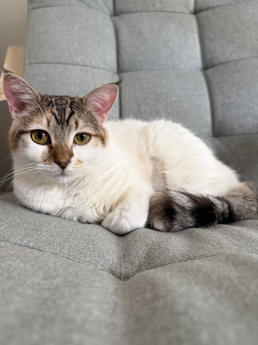 Sarah Fletcher tweet media