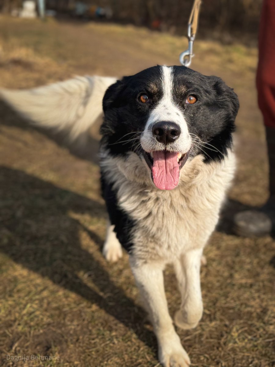 DzAB ''Ķepu-ķepā'' tweet media