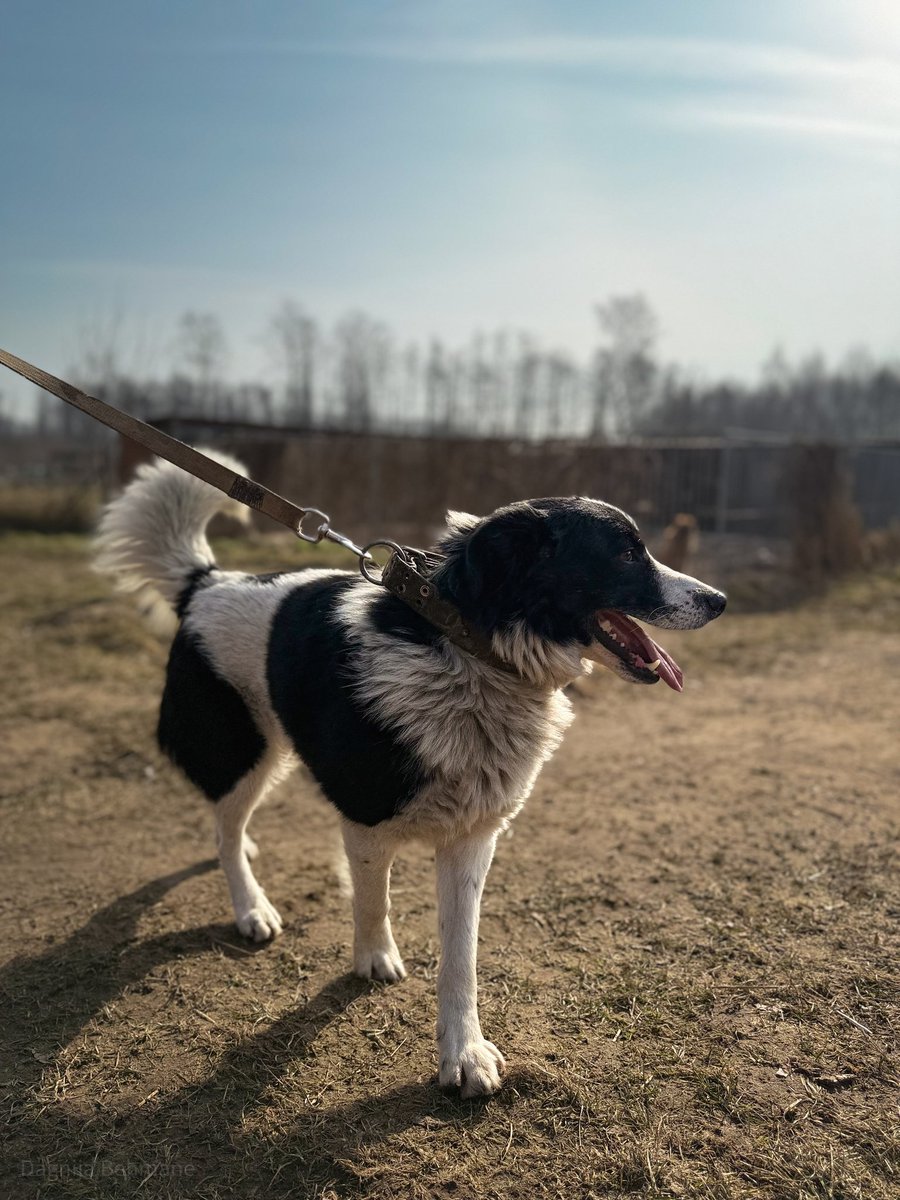 DzAB ''Ķepu-ķepā'' tweet media