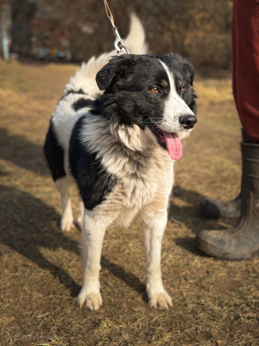 DzAB ''Ķepu-ķepā'' tweet media