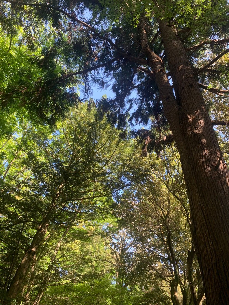 Koopik Toronto tweet media