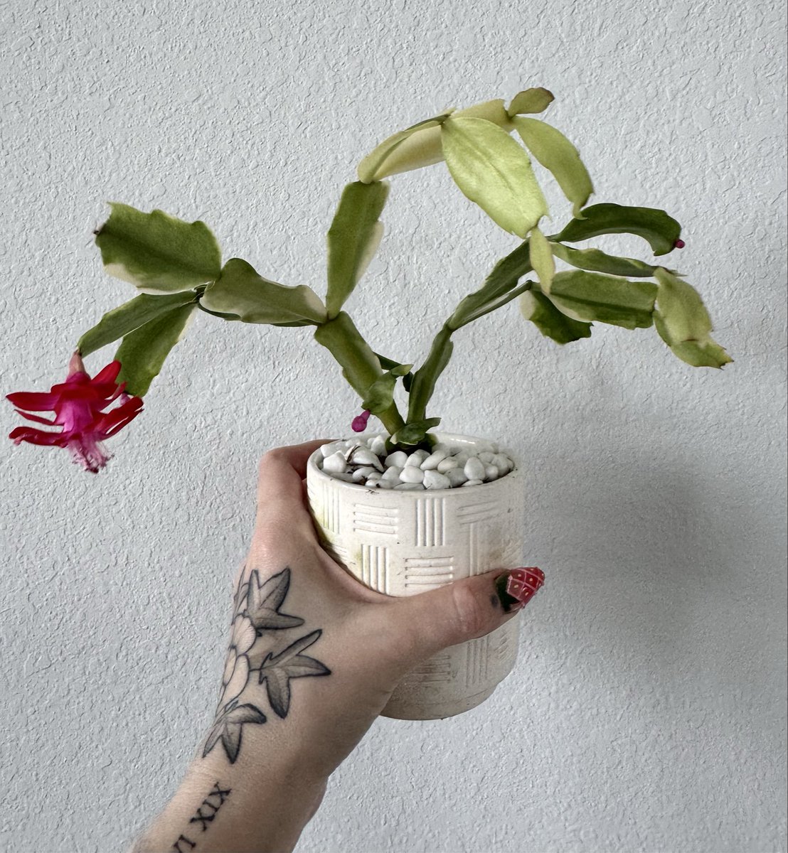 Laced Up Lauren tweet media