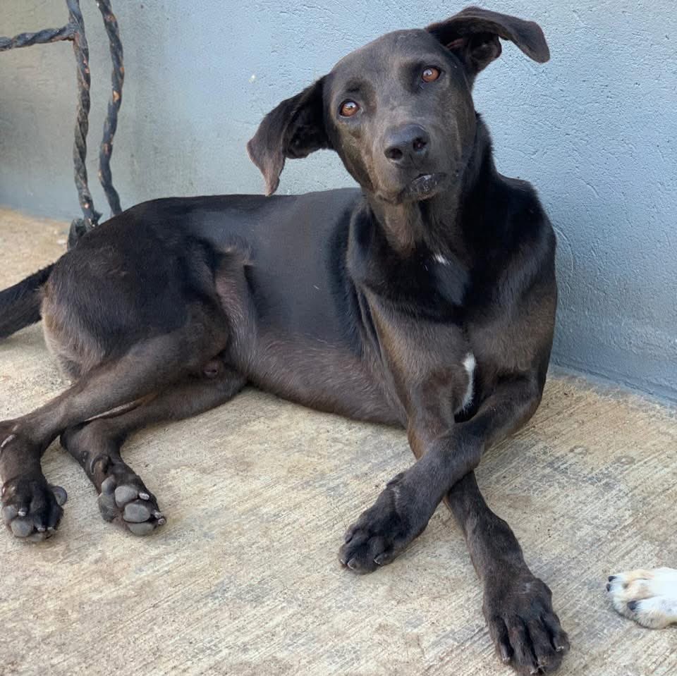 Caninos911 tweet media