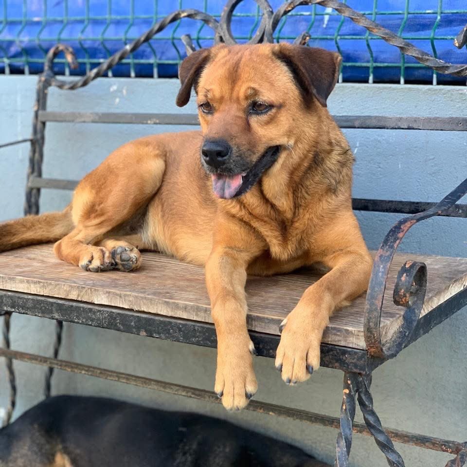 Caninos911 tweet media