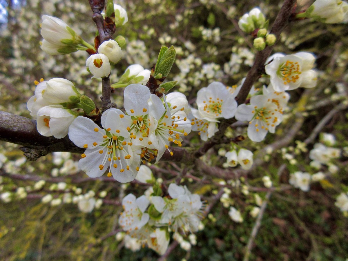 Susan Danielis Marshall tweet media