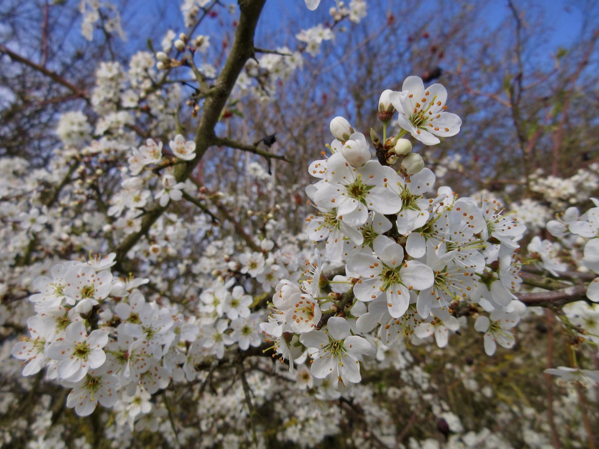 Susan Danielis Marshall tweet media