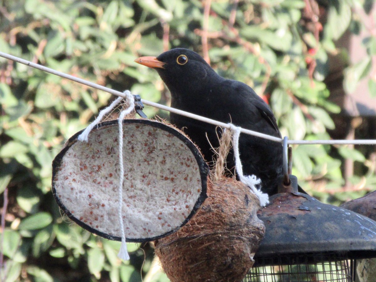 Susan Danielis Marshall tweet media