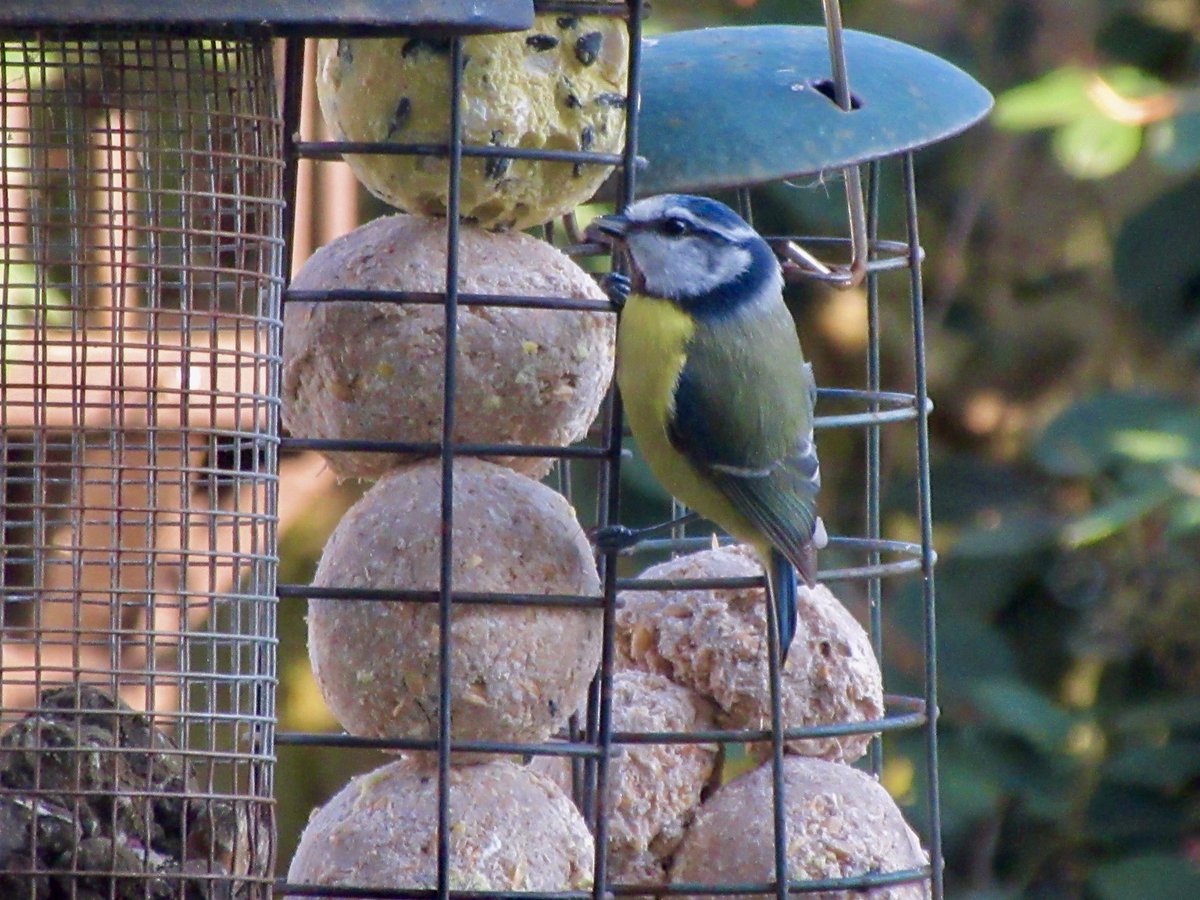 Susan Danielis Marshall tweet media