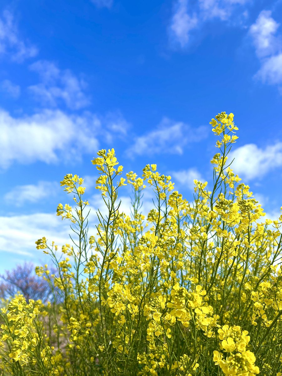 ☘️明日は🌸春の彼岸入り🍡
本日も9時~＆16時~📻
生放送お届けいたします！🎙️
#FMわたらせ🌈

ホワイトデー #555ひろみ も🤍
ありがとうございました！🕺

3/16🗓️再録の日？💿テーマは…💌
『蘇る記憶📚記録』です！✨
噛み締めたい or 上書きしたい etc.📝
🎓ふつおたも是非~！📮