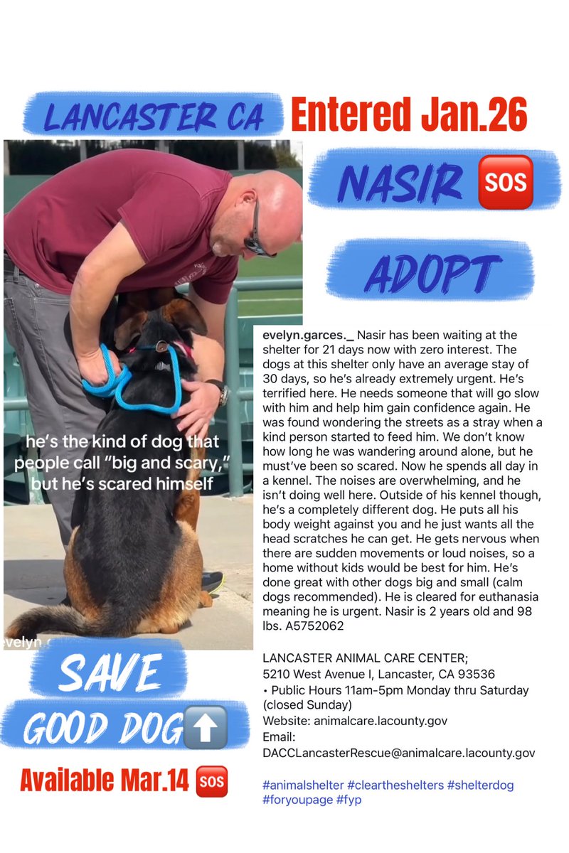 SarahjaneGille1's tweet image. 180 Views #RESCUES HELP 😢 MISSION SAVE NASIR #RESCUES 🙏in LosAngeles #GreatLosAngelesDog #SaveNashir #LADogSaveNashir #AdoptNashir #LASTARSADOPT #RescueNashir #FosterNashir #LADogAdoptNashir by the #GRACEOFGOD ALIVE 🙏🙏MAR.14 ENTERED JAN.26 🆘HOW NOT ADOPTED ~CRITICAL