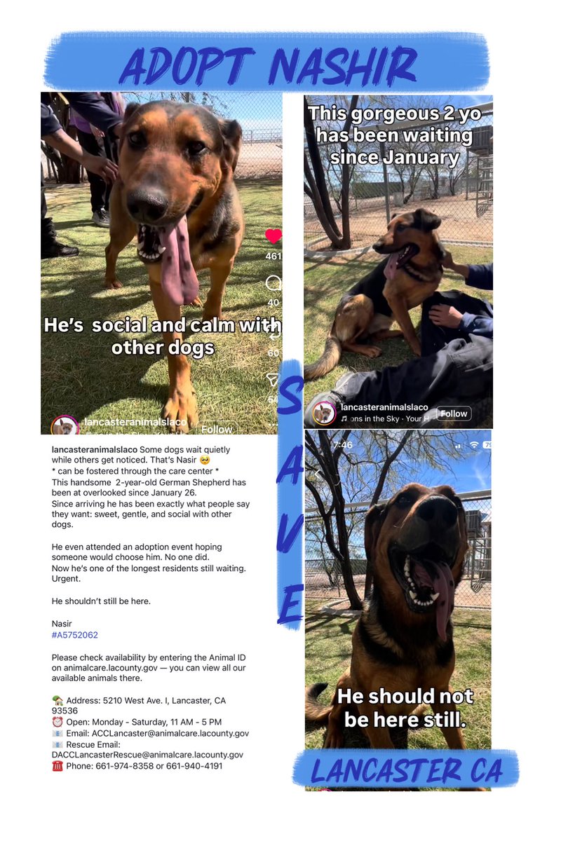 SarahjaneGille1's tweet image. 180 Views #RESCUES HELP 😢 MISSION SAVE NASIR #RESCUES 🙏in LosAngeles #GreatLosAngelesDog #SaveNashir #LADogSaveNashir #AdoptNashir #LASTARSADOPT #RescueNashir #FosterNashir #LADogAdoptNashir by the #GRACEOFGOD ALIVE 🙏🙏MAR.14 ENTERED JAN.26 🆘HOW NOT ADOPTED ~CRITICAL