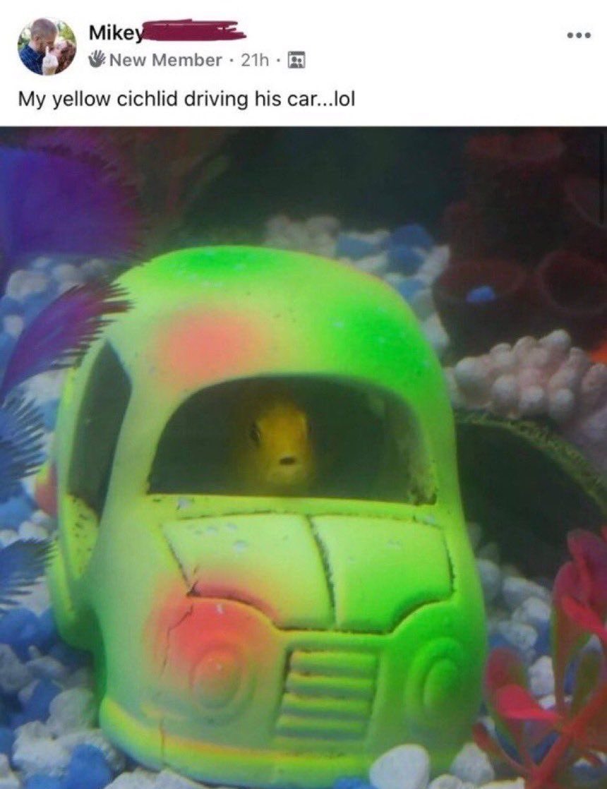fish (@kindfishfriend) on Twitter photo 