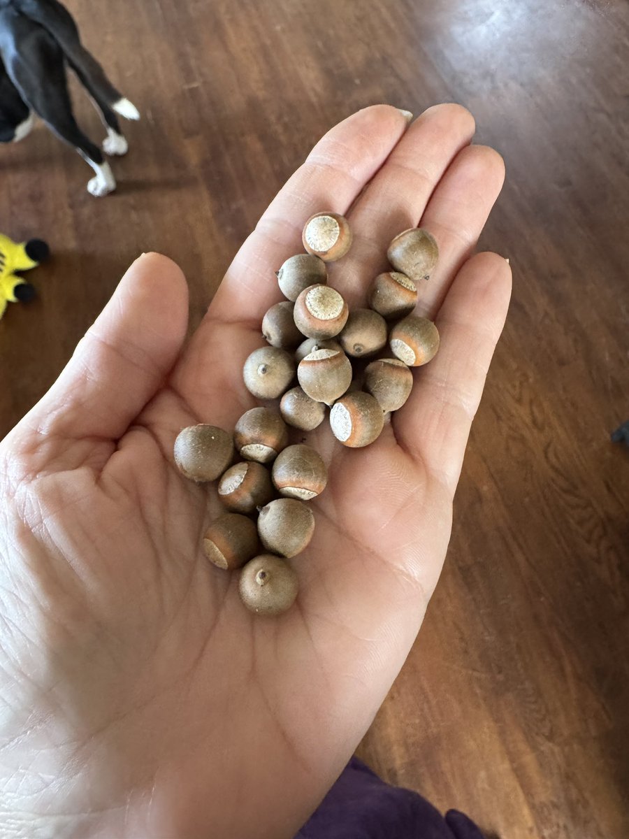 Gretchen Winter, MD 🌼 (Warning: Feral) tweet media