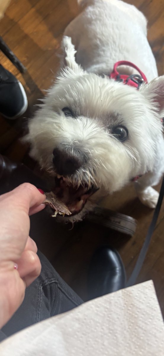 Albert the westie tweet media