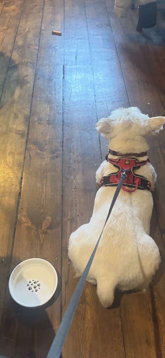 Albert the westie tweet media