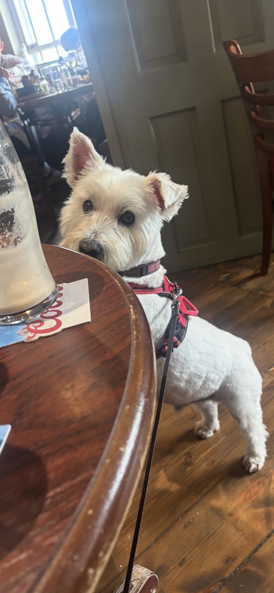 Albert the westie tweet media