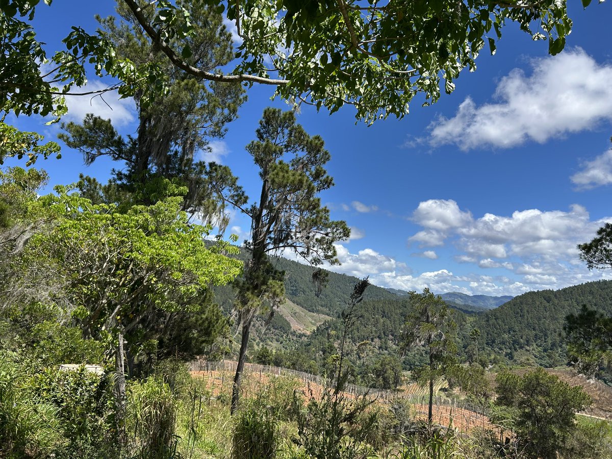 José E. Devárez tweet media