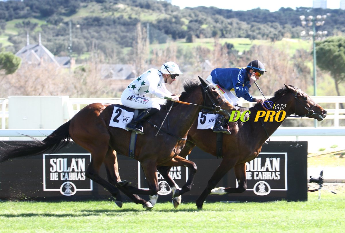 DC PRO 🐎 tweet media