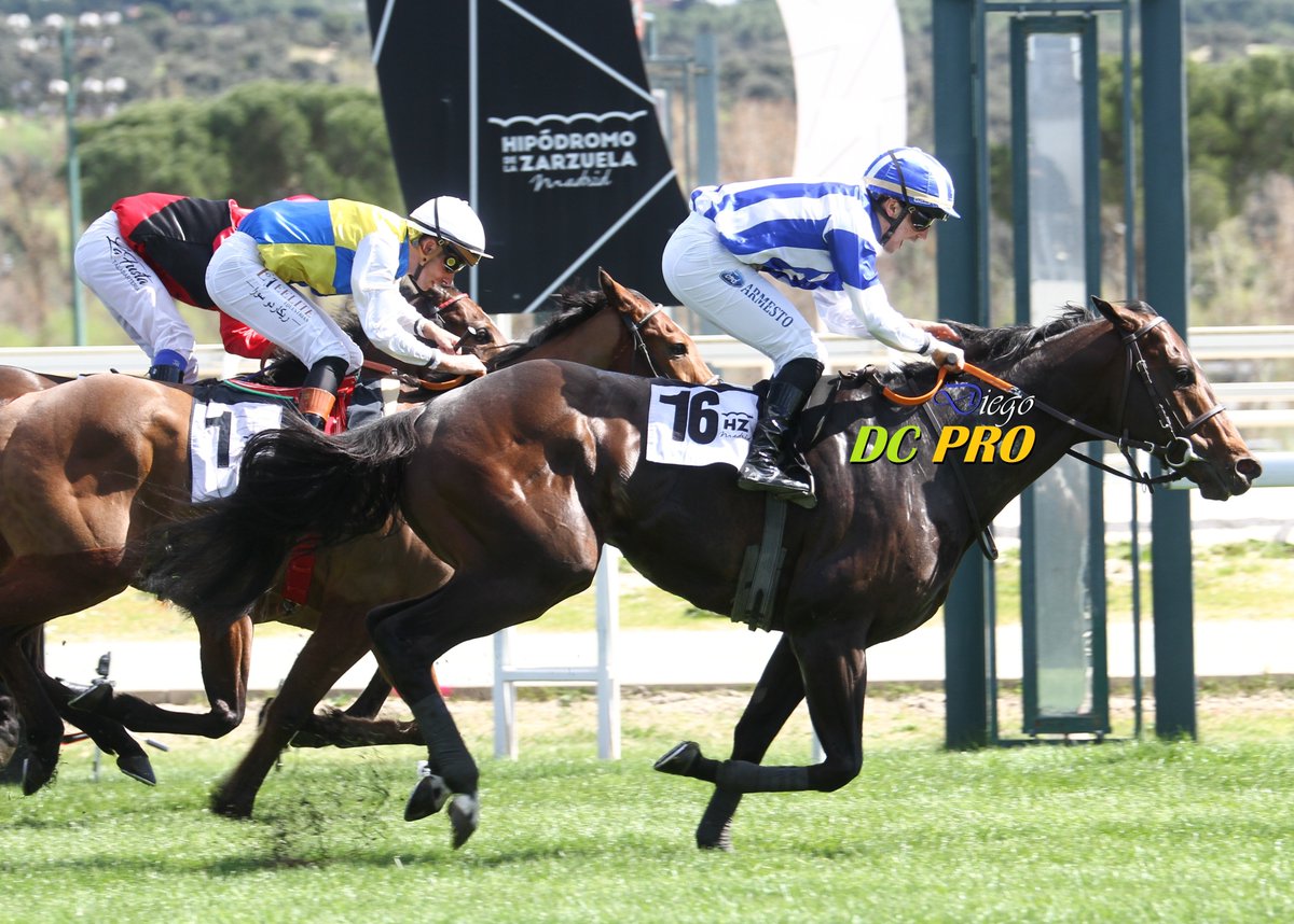 DC PRO 🐎 tweet media