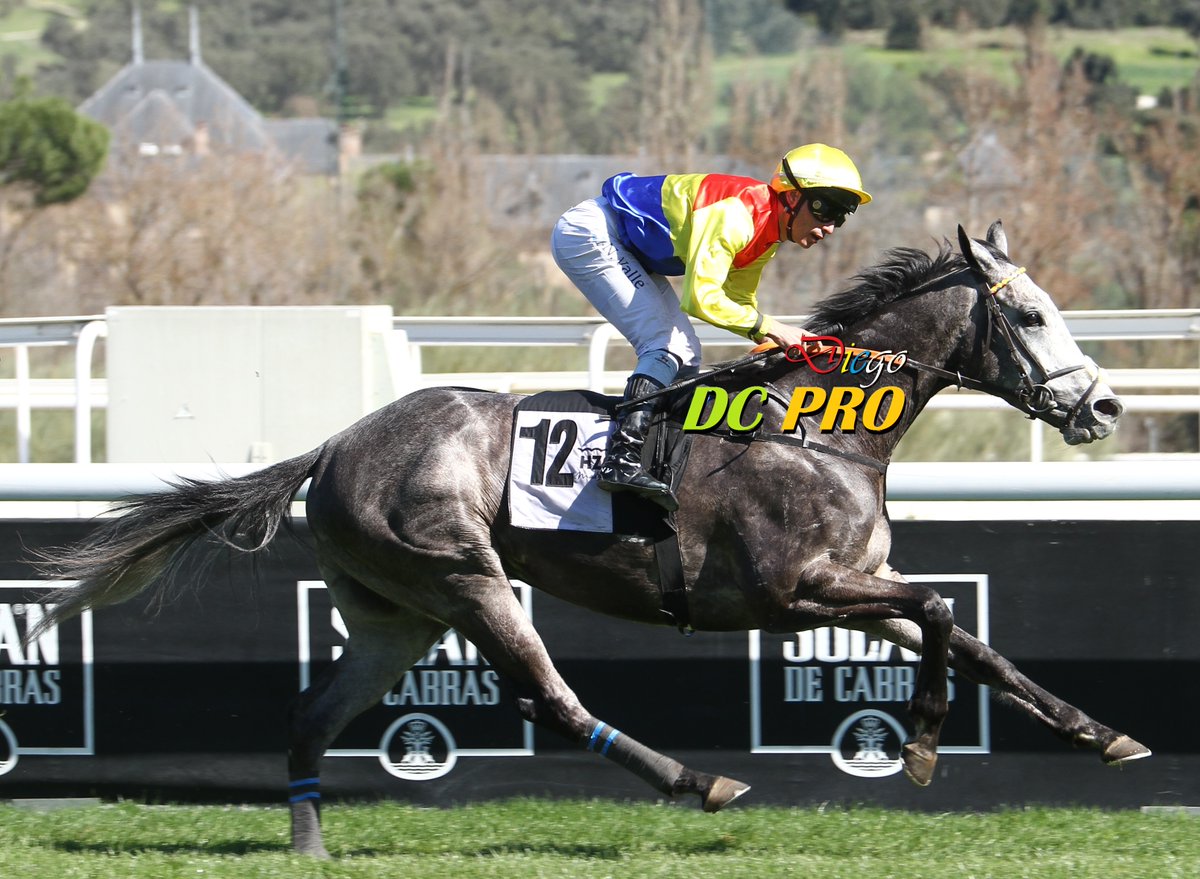 DC PRO 🐎 tweet media