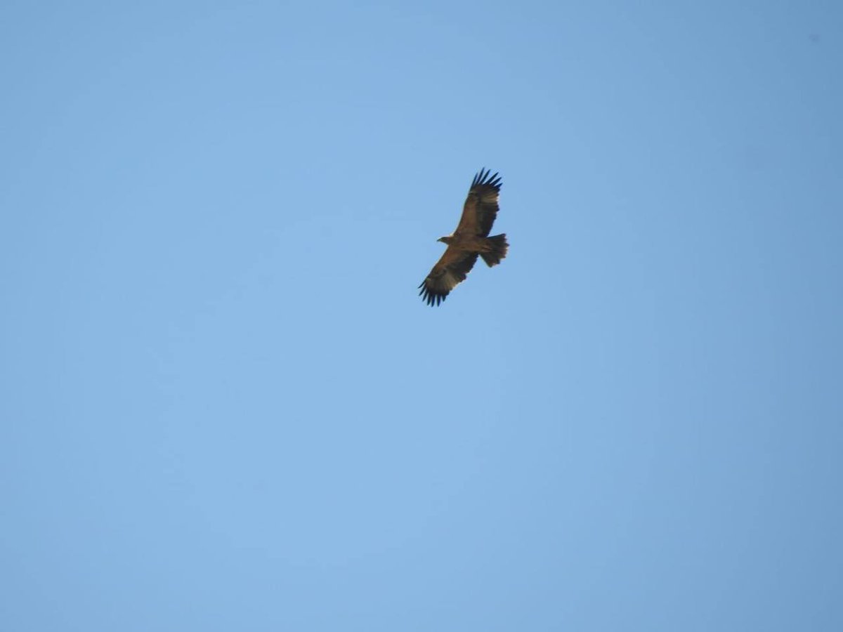 aamm_murcia's tweet photo. 📢 AAMM en #Lorca han observado un ejemplar joven de águila imperial ibérica, 𝘈𝘲𝘶𝘪𝘭𝘢 𝘢𝘥𝘢𝘭𝘣𝘦𝘳𝘵𝘪, declarada extinguida en la #RegióndeMurcia

Estos avistamientos ocasionales son una señal positiva y aportan información sobre la dispersión de la especie 
#AAMM_Murcia https://t.co/1NlnqwS1UE