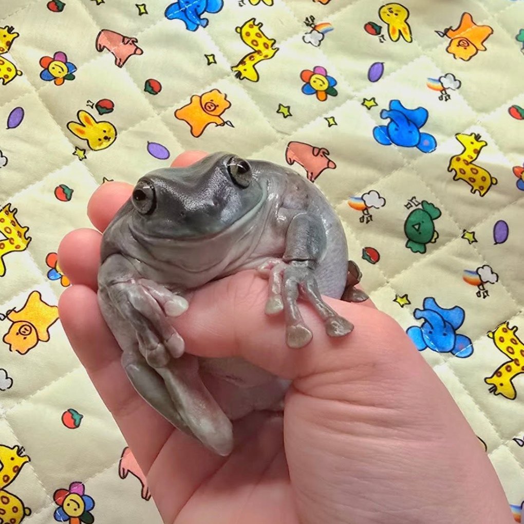 Frog of the Day 🐸 tweet media