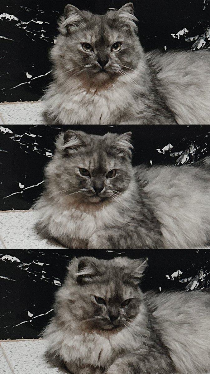 تطبيق مفقود tweet media