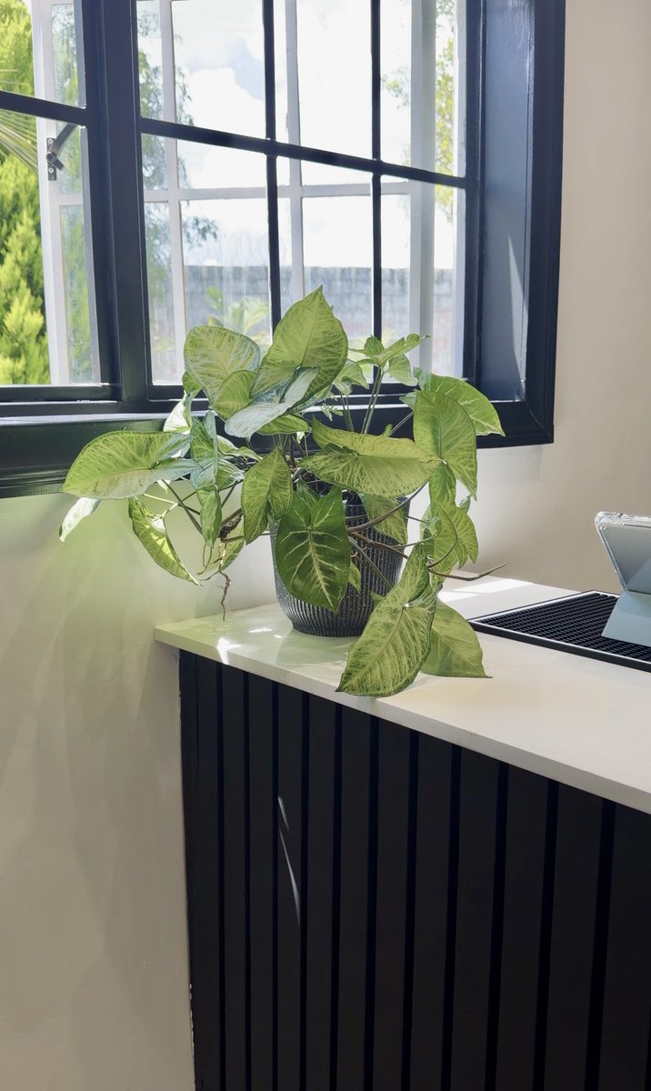 Rosemary’s🌹 tweet media