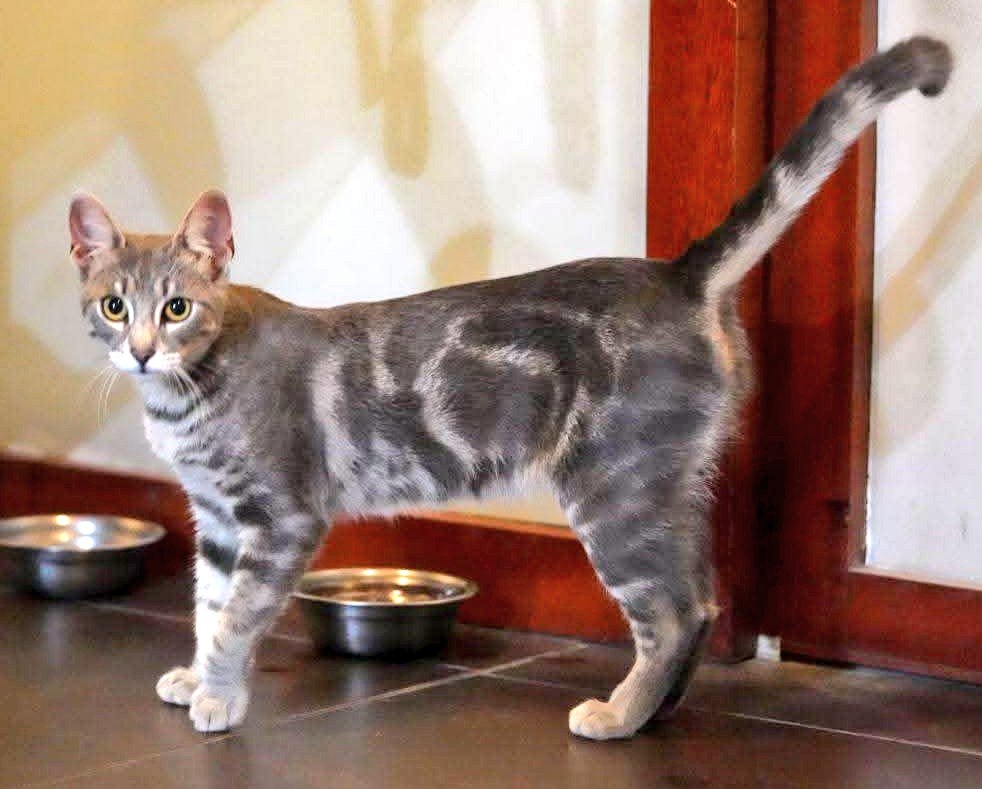 Gatánica tweet media