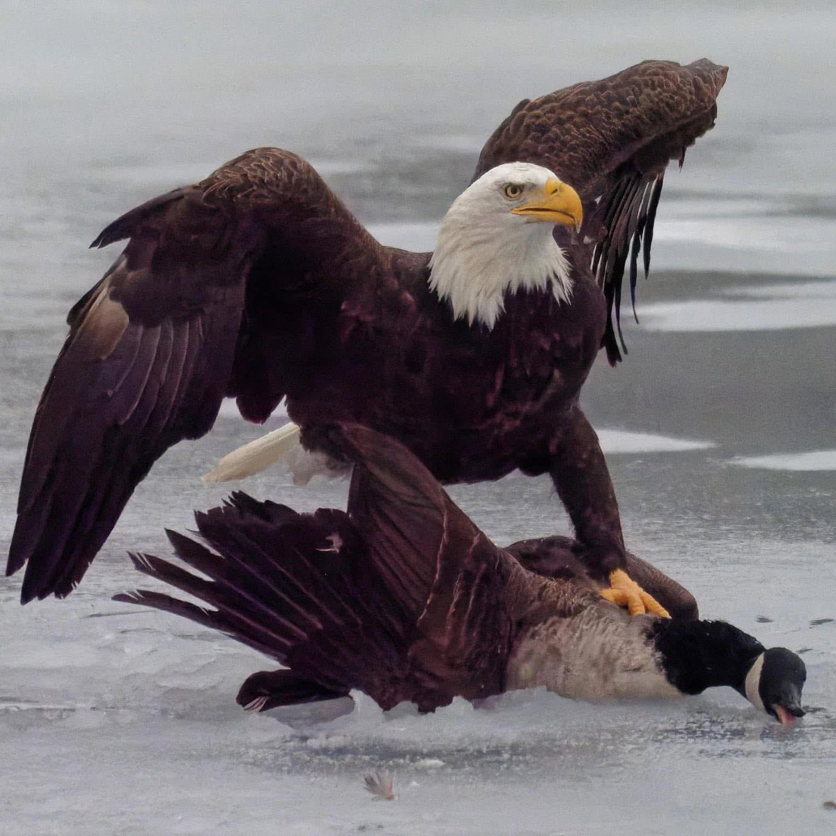 Women's Hockey
Men's Hockey
Baseball
Sled Hockey

🍁 raked. Total domination.