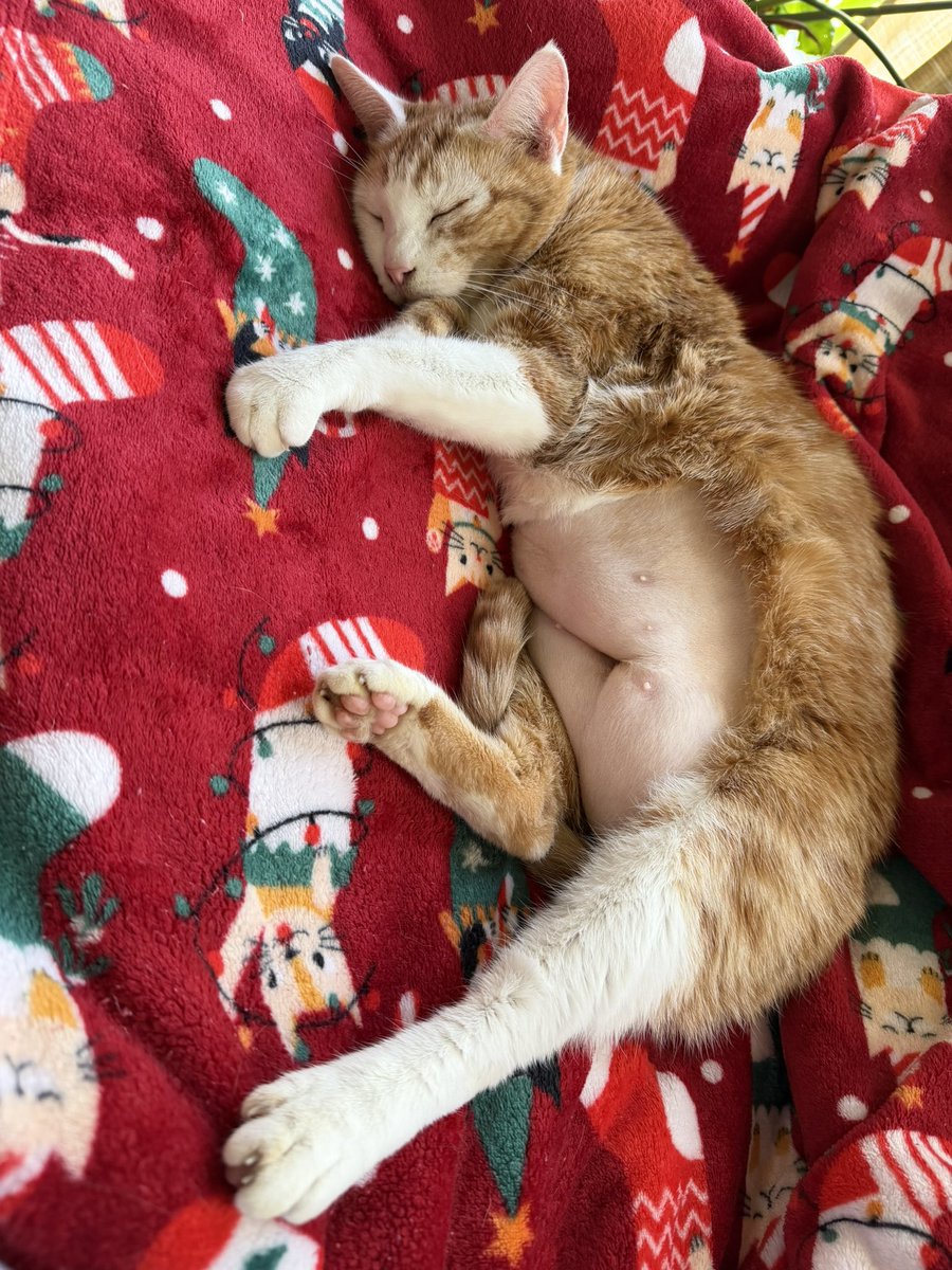 Sushi&Mango(&dog Mavis) tweet media