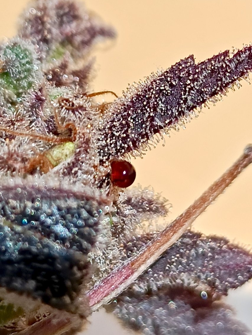 Xavier LM tweet media