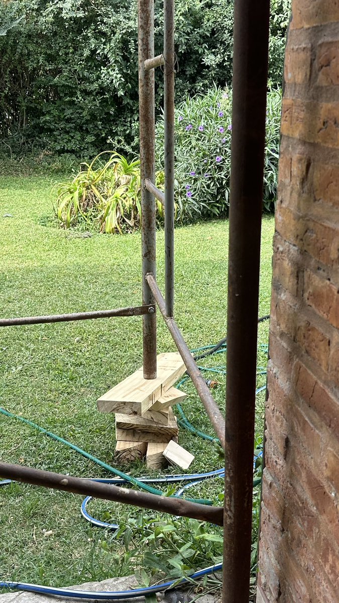 Pedro Lambertini tweet media