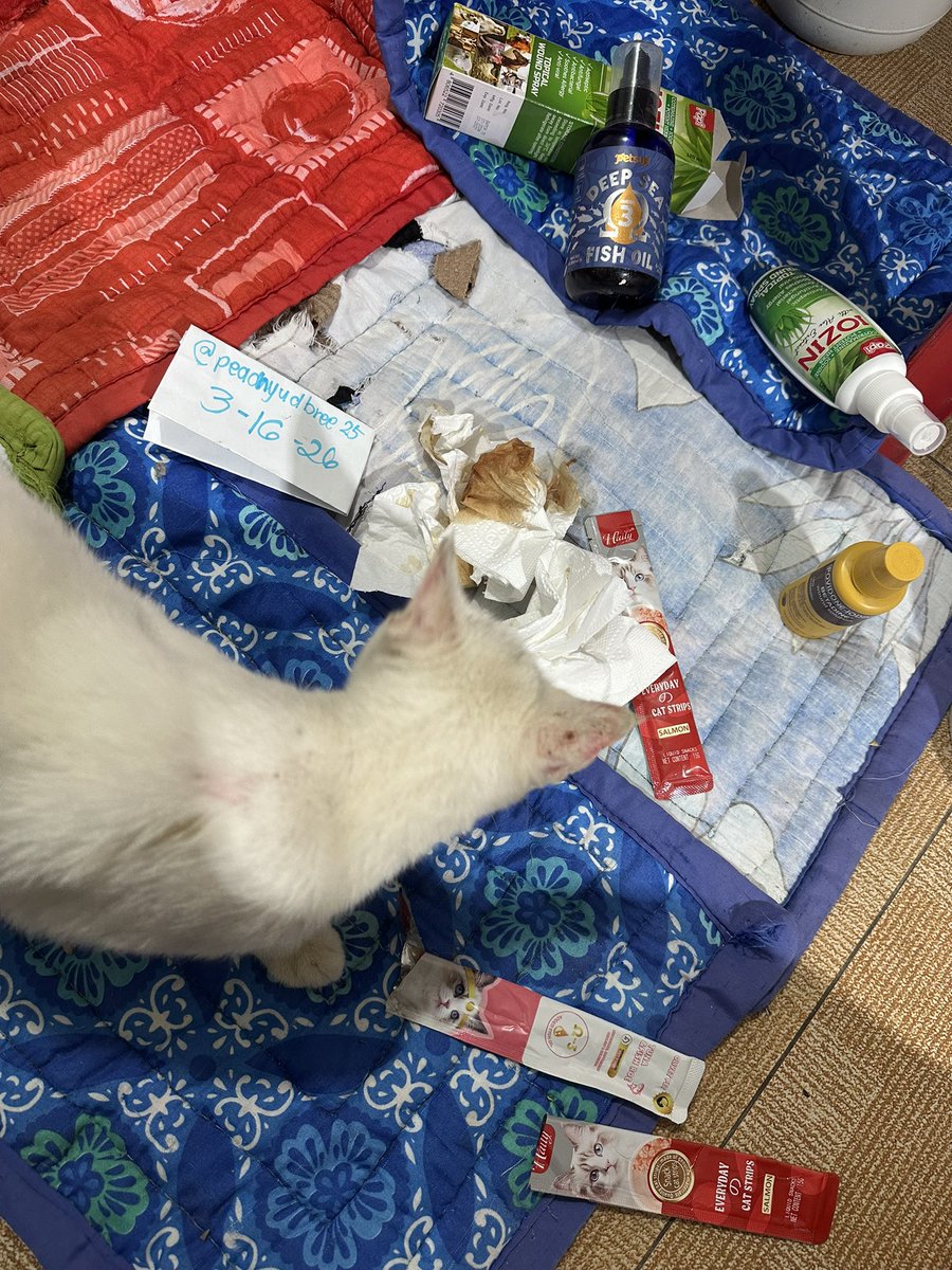 peachyudbree25's tweet photo. PLSSOMEONE HELP US PLS IM BEGGING!😭🙏🏻

I was just about to clean Mallows’ wounds and give her medicine when I noticed dried blood on her neck. When I saw it, I almost collapsed… my heart shattered, and Mallows just looked at me💔

Pls im begging help us

https://t.co/pfcrHB6VG1 https://t.co/mvtrddX0OB