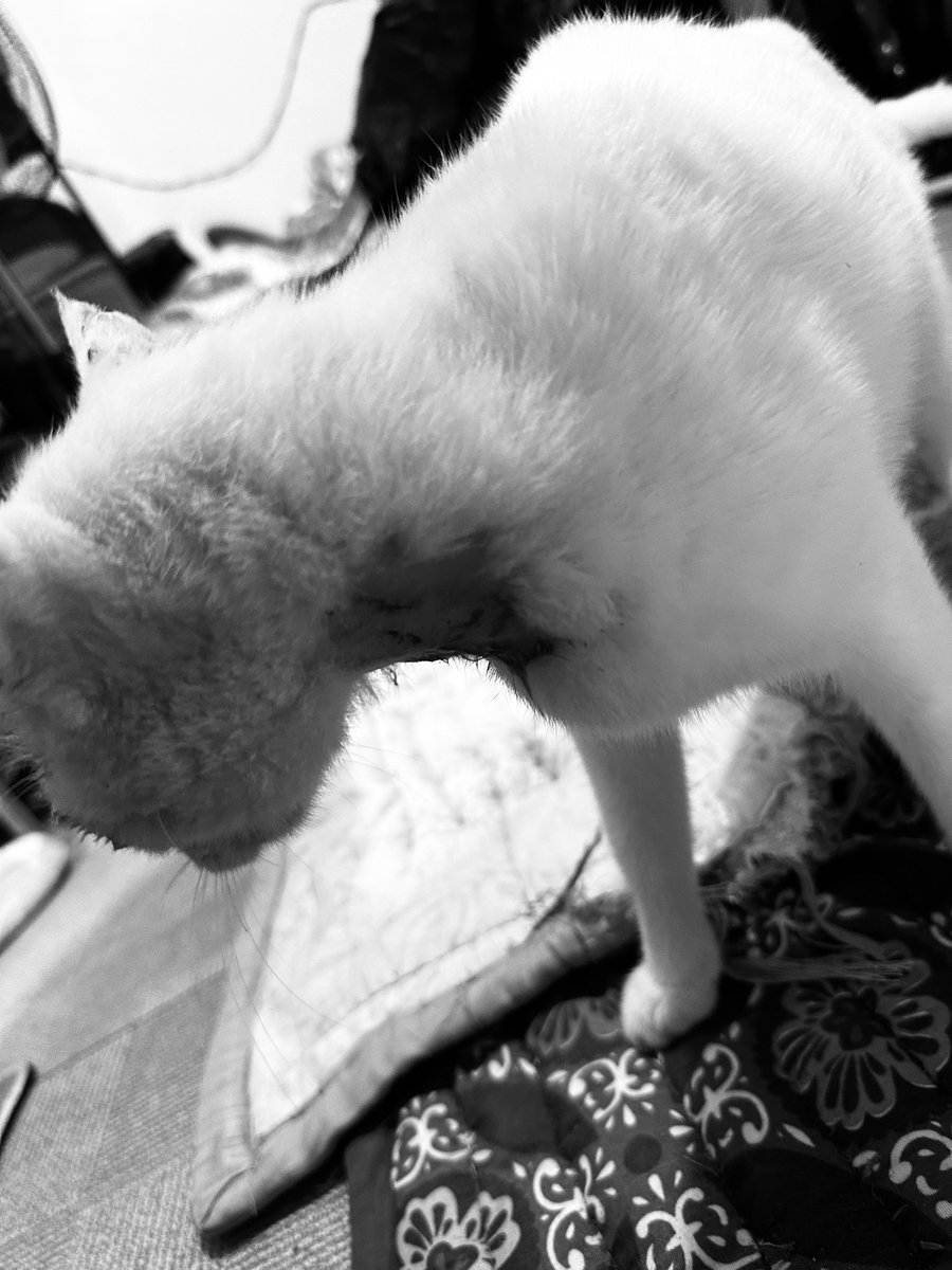 peachyudbree25's tweet photo. PLSSOMEONE HELP US PLS IM BEGGING!😭🙏🏻

I was just about to clean Mallows’ wounds and give her medicine when I noticed dried blood on her neck. When I saw it, I almost collapsed… my heart shattered, and Mallows just looked at me💔

Pls im begging help us

https://t.co/pfcrHB6VG1 https://t.co/mvtrddX0OB