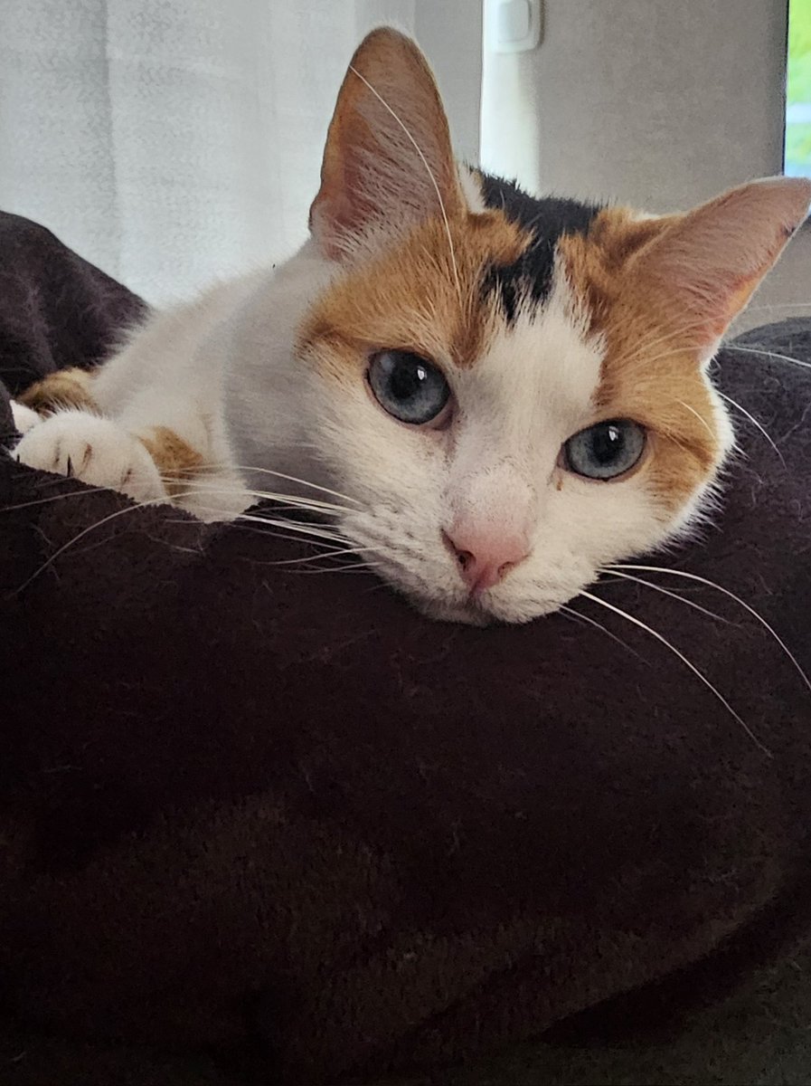 Ryan Kindt 🏳️‍🌈⃤ tweet media